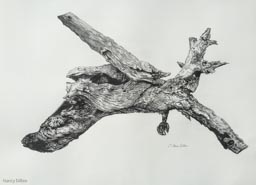 Nancy Dillen - Glider Bird -  22.5 x 30 - Graphite on Platine Paper