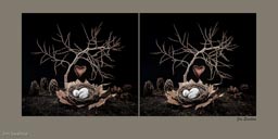 Jim Swallow - Life Begins and Ends With Love  - 13 x 17 - Stereo Photograph